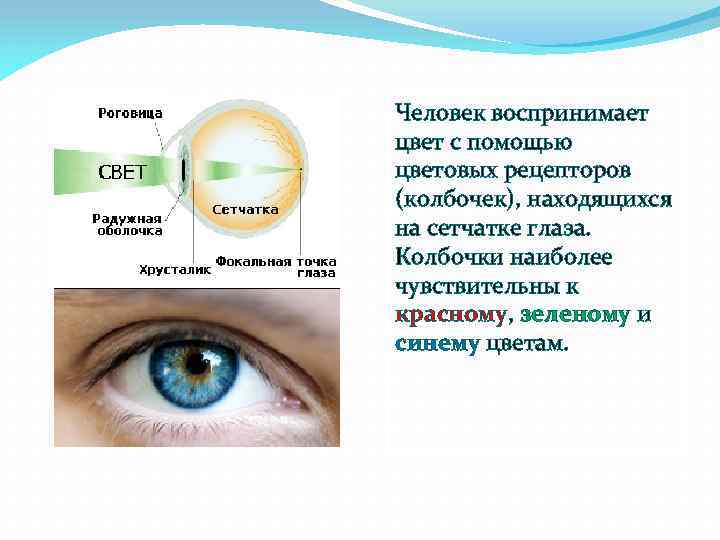 Человек воспринимает цвет с помощью цветовых рецепторов (колбочек), находящихся на сетчатке глаза. Колбочки наиболее
