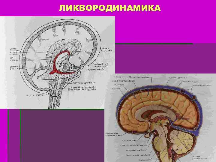 ЛИКВОРОДИНАМИКА 