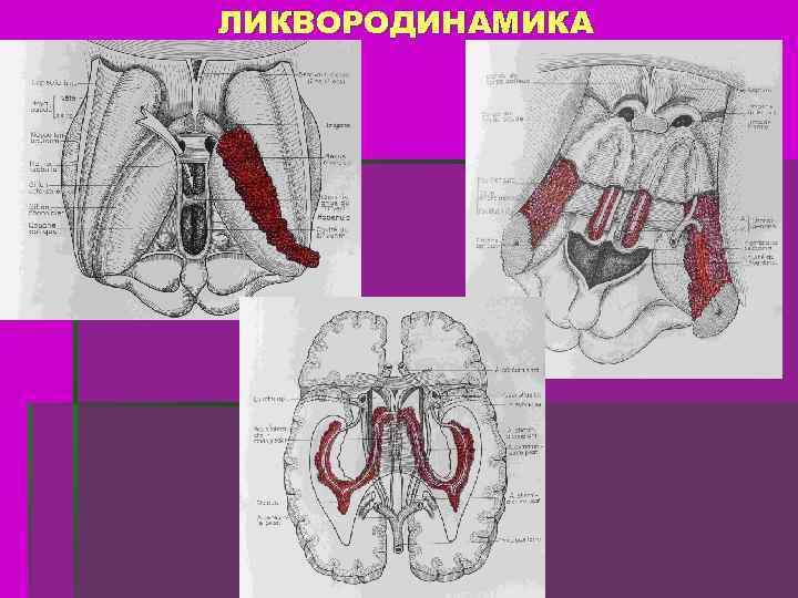 ЛИКВОРОДИНАМИКА 