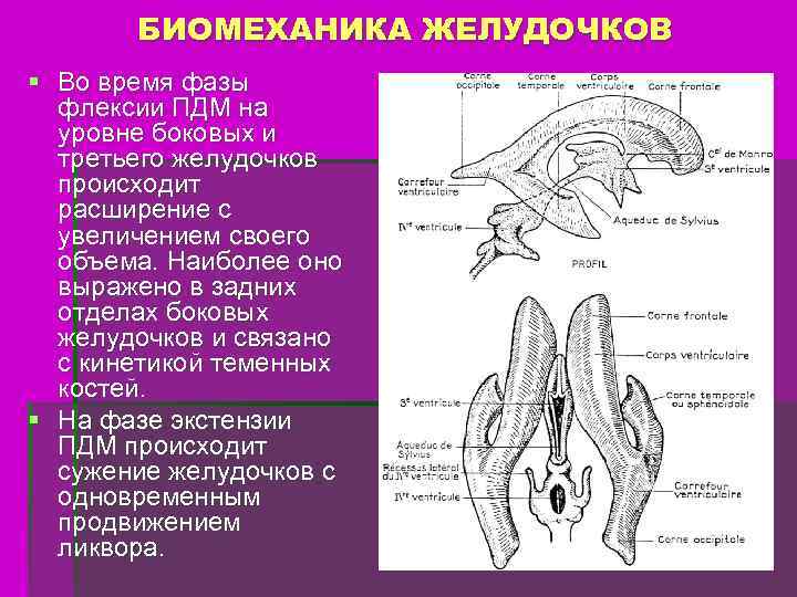 БИОМЕХАНИКА ЖЕЛУДОЧКОВ § Во время фазы флексии ПДМ на уровне боковых и третьего желудочков
