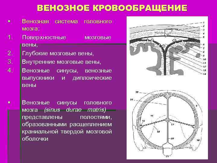 Оболочки образуют. Схема циркуляции крови в синусах твердой мозговой оболочки. Венозное кровообращение головного мозга. Дисциркуляция венозного кровотока головного мозга. Венозный круг головного мозга.