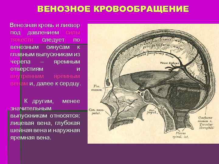 ВЕНОЗНОЕ КРОВООБРАЩЕНИЕ Венозная кровь и ликвор под давлением силы тяжести следует по венозным синусам