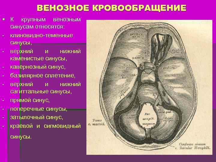 ВЕНОЗНОЕ КРОВООБРАЩЕНИЕ § К крупным венозным синусам относятся: - клиновидно-теменные синусы, - верхний и