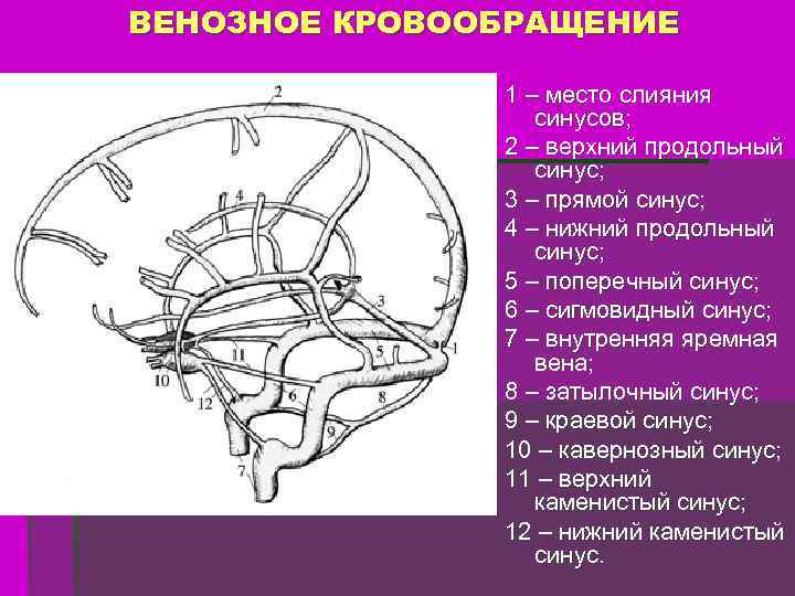 Сигмовидный синус головного