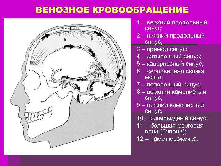 ВЕНОЗНОЕ КРОВООБРАЩЕНИЕ 1 – верхний продольный синус; 2 – нижний продольный синус; 3 –