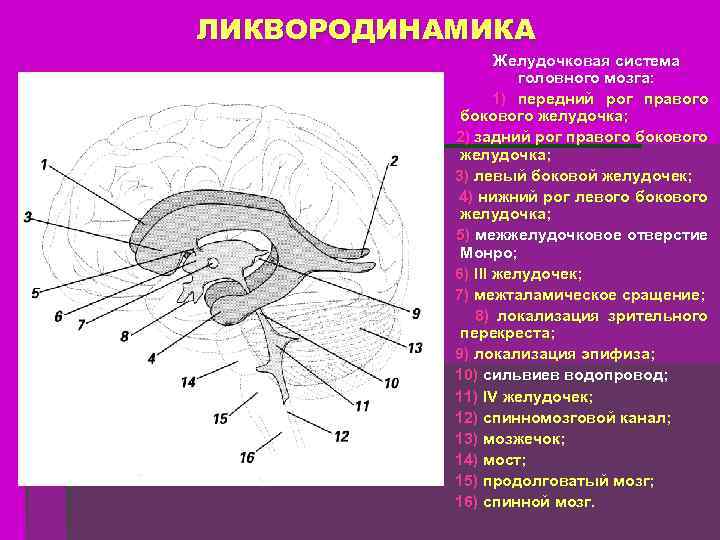 Боковые рога мозга. Желудочки мозга ликвородинамика. Вентрикулярная система мозга желудочки. Желудочковая система головного мозга схема. Боковые желудочки головного мозга передний Рог.