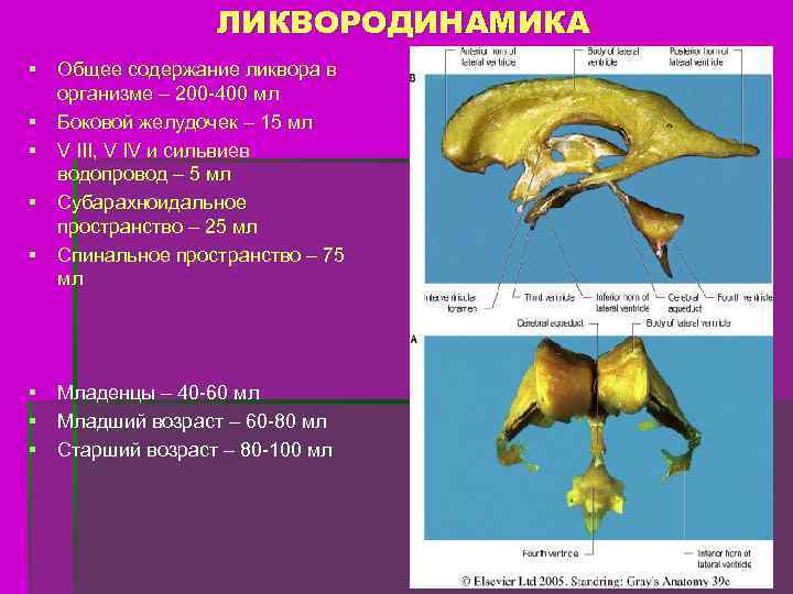 ЛИКВОРОДИНАМИКА § Общее содержание ликвора в организме – 200 -400 мл § Боковой желудочек