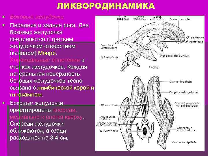 ЛИКВОРОДИНАМИКА § Боковые желудочки § Передние и задние рога. Два боковых желудочка соединяются с
