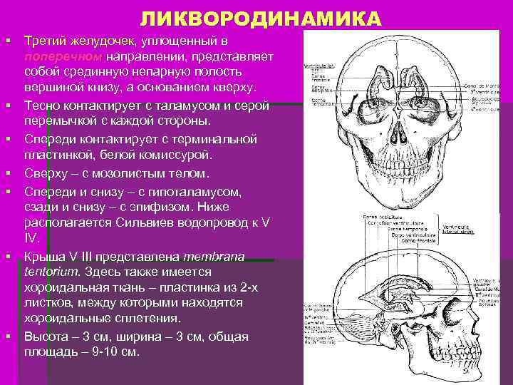ЛИКВОРОДИНАМИКА § Третий желудочек, уплощенный в поперечном направлении, представляет собой срединную непарную полость вершиной