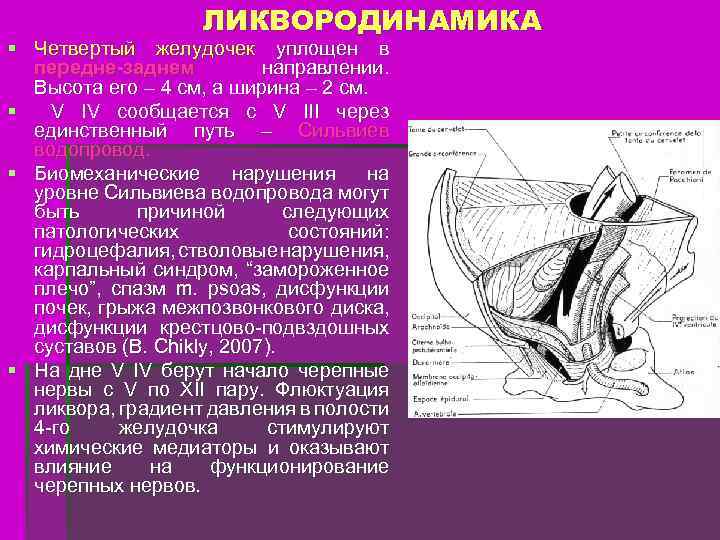 ЛИКВОРОДИНАМИКА § Четвертый желудочек уплощен в передне-заднем направлении. Высота его – 4 см, а