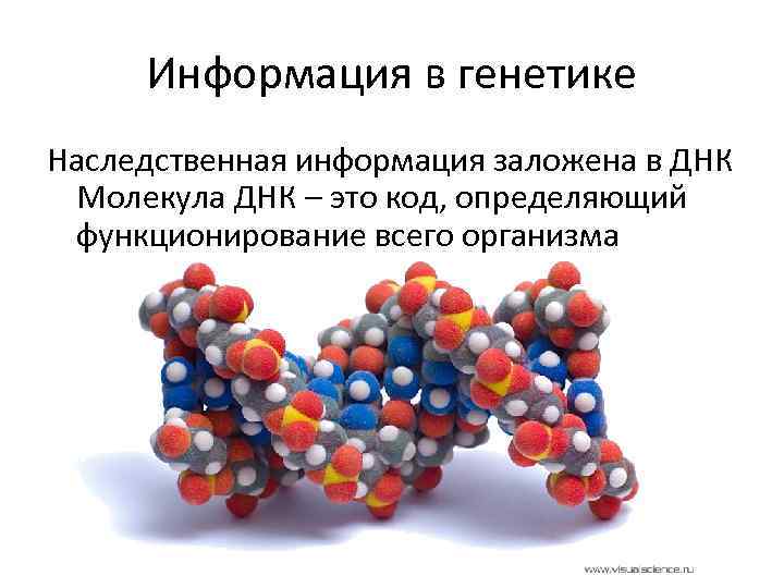 Информация в генетике Наследственная информация заложена в ДНК Молекула ДНК – это код, определяющий