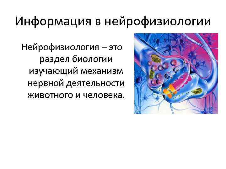 Информация в нейрофизиологии Нейрофизиология – это раздел биологии изучающий механизм нервной деятельности животного и