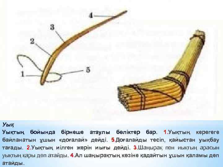 Уық Уықтың бойында бірнеше атаулы бөліктер бар. 1. Уықтың керегеге байланатын ұшын «доғалай» дейді.