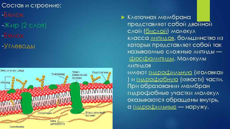 Белки участвуют в образовании плазматической мембраны