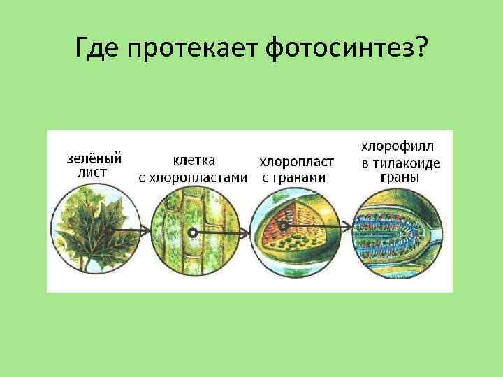 Где протекает фотосинтез? 