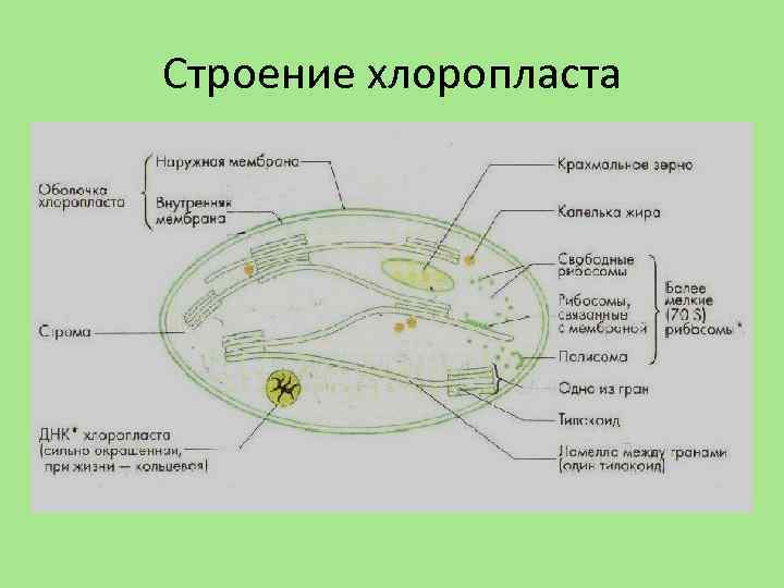 Строение хлоропласта 
