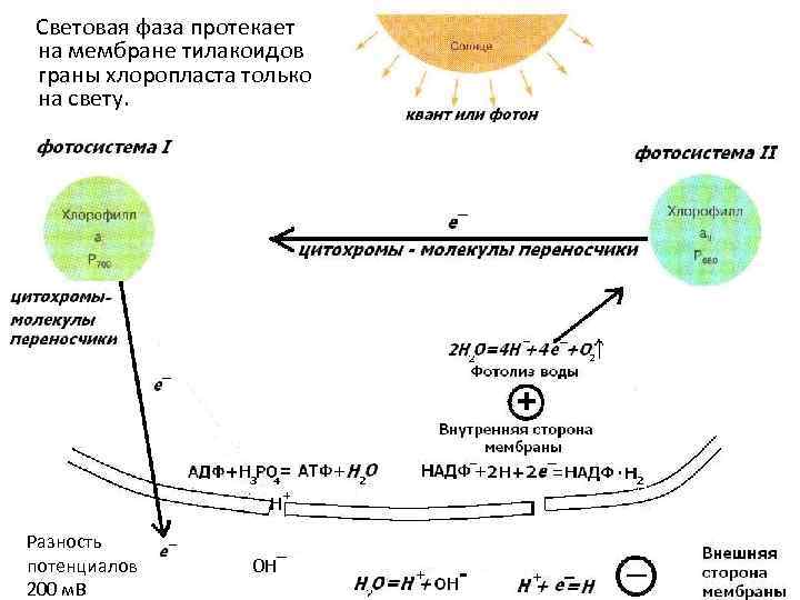 Световая фаза протекает на мембране тилакоидов граны хлоропласта только на свету. H Разность потенциалов