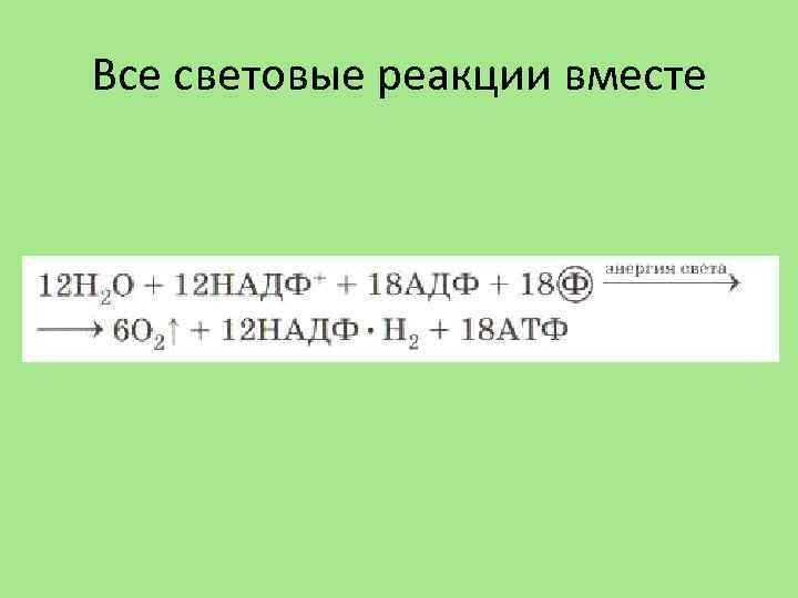 Все световые реакции вместе 