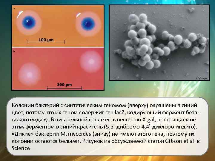 Колонии бактерий с синтетическим геномом (вверху) окрашены в синий цвет, потому что их геном