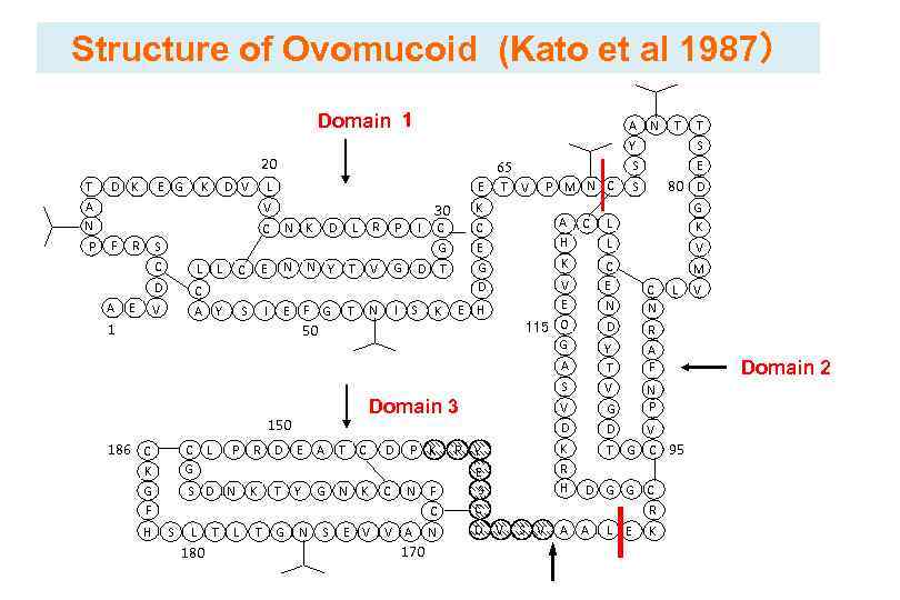 Structure of Ovomucoid (Kato et al 1987） Domain １ A N T T Y