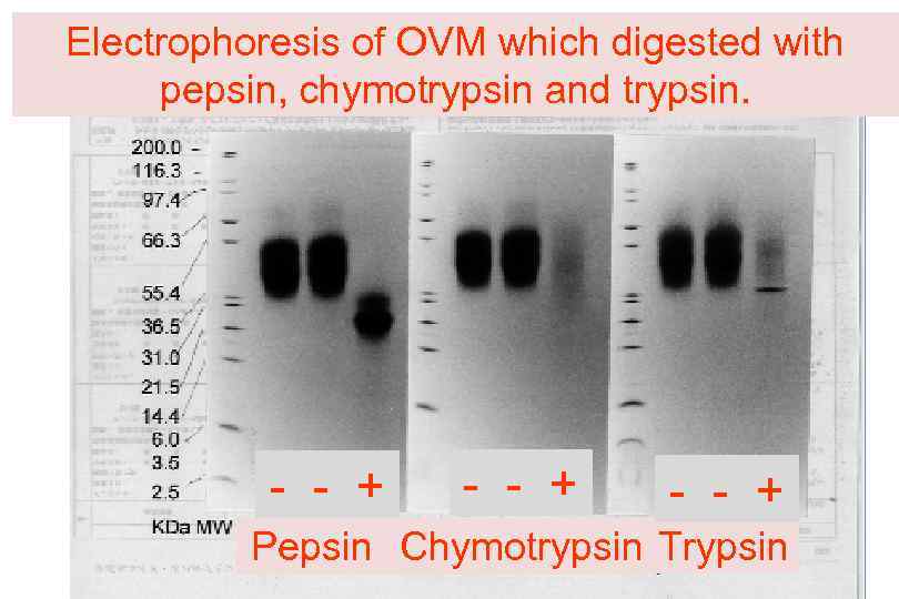 Electrophoresis of OVM which digested with pepsin, chymotrypsin and trypsin. - - + Pepsin