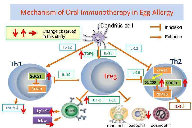 Mechanism of Oral Immunotherapy in Egg Allergy Dendritic cell Inhibition Change observed in this