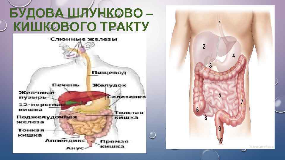 БУДОВА ШЛУНКОВО – КИШКОВОГО ТРАКТУ 