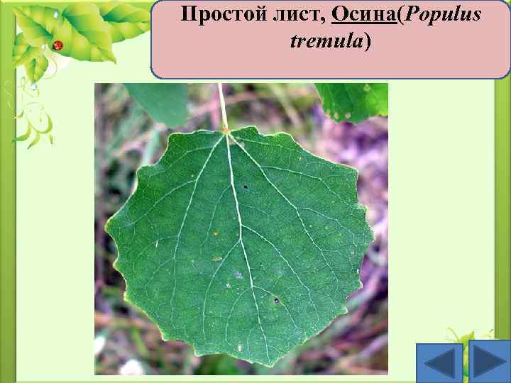 Простой лист, Осина(Populus tremula) 