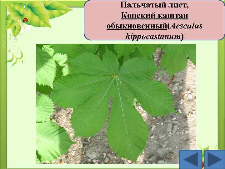 Пальчатый лист, Конский каштан обыкновенный(Aesculus hippocastanum) 