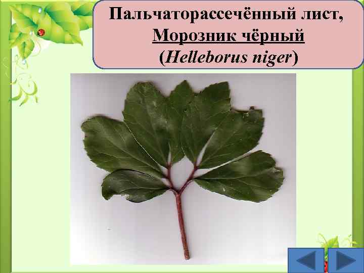 Пальчаторассечённый лист, Морозник чёрный (Helleborus niger) 