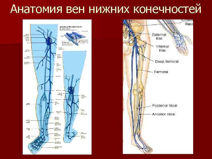 Схема вен нижних конечностей человека