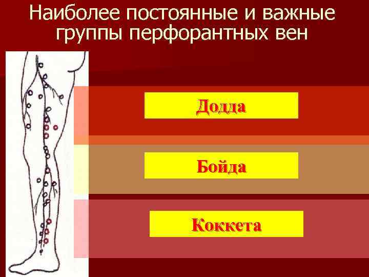 Наиболее постоянные и важные группы перфорантных вен Додда Бойда Коккета 