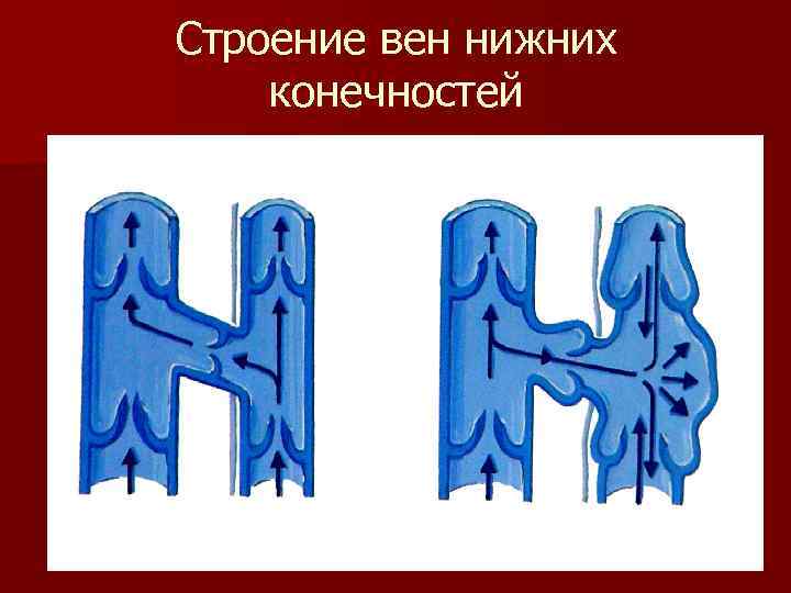Строение вен нижних конечностей 