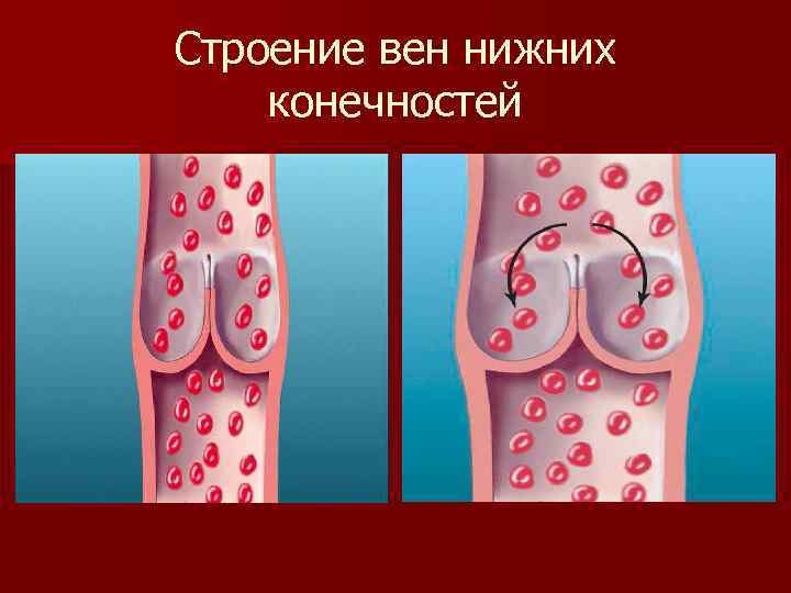 Строение вен нижних конечностей 