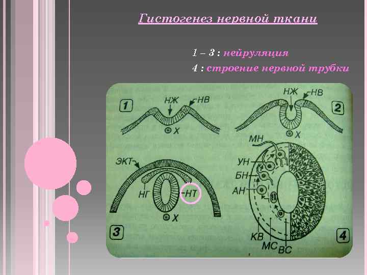 Гистогенез нервной ткани 1 – 3 : нейруляция 4 : строение нервной трубки 