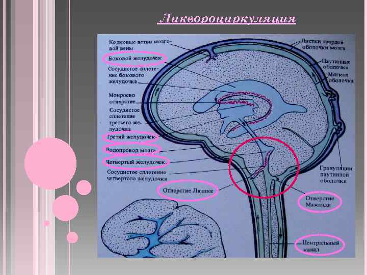 Ликвороциркуляция 