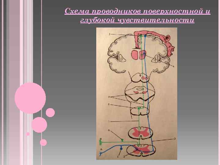 Поверхностная чувствительность. Анатомия проводников поверхностной чувствительности:. Схема проводников поверхностной чувствительности. Схема глубокой чувствительности. Ход проводников поверхностной чувствительности.