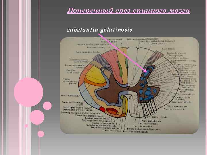 Схема поперечного среза спинного и продолговатого мозга