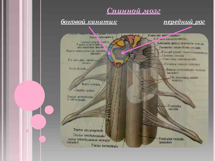 Строение спинного мозга боковые рога. Задние боковые и передние канатики спинного мозга. Передний канатик спинного мозга анатомия. Рога и канатики спинного мозга.