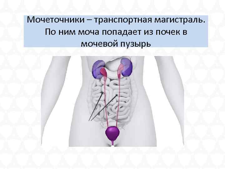 Мочеточники – транспортная магистраль. По ним моча попадает из почек в мочевой пузырь 