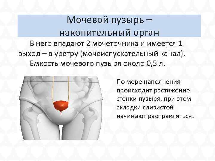 Мочевой пузырь – накопительный орган В него впадают 2 мочеточника и имеется 1 выход