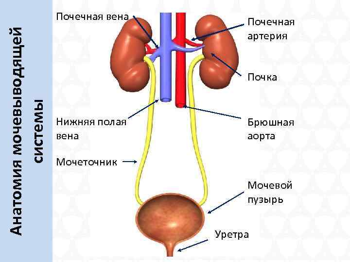 Почечные артерии и вены