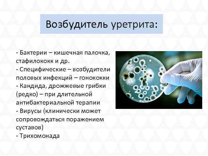 Возбудитель уретрита: - Бактерии – кишечная палочка, стафилококк и др. - Специфические – возбудители