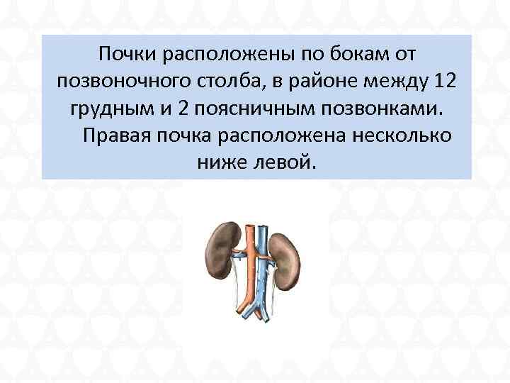 Почки расположены по бокам от позвоночного столба, в районе между 12 грудным и 2