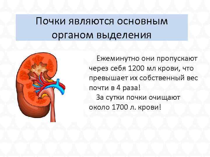 Почки являются основным органом выделения Ежеминутно они пропускают через себя 1200 мл крови, что