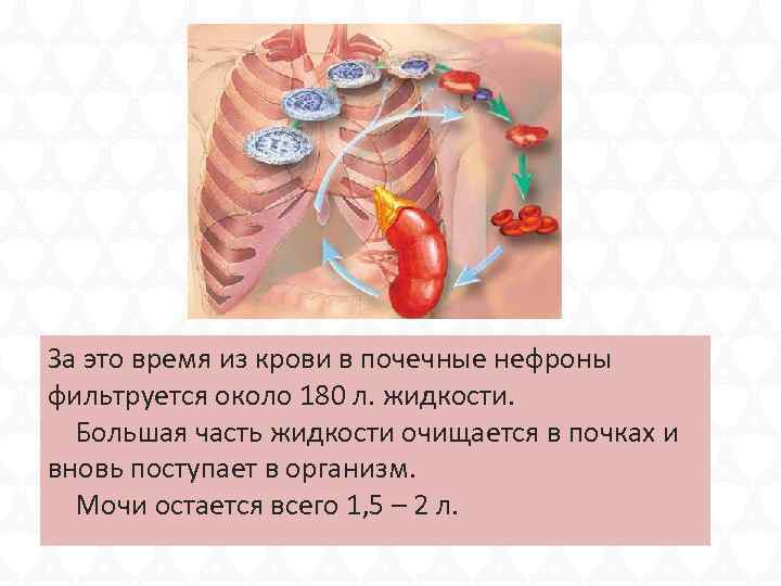 За это время из крови в почечные нефроны фильтруется около 180 л. жидкости. Большая