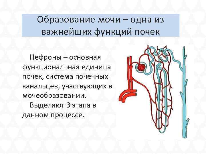 Образование мочи – одна из важнейших функций почек Нефроны – основная функциональная единица почек,