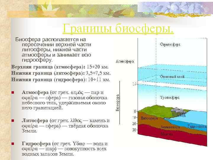  Границы биосферы. Биосфера располагается на пересечении верхней части литосферы, нижней части атмосферы и