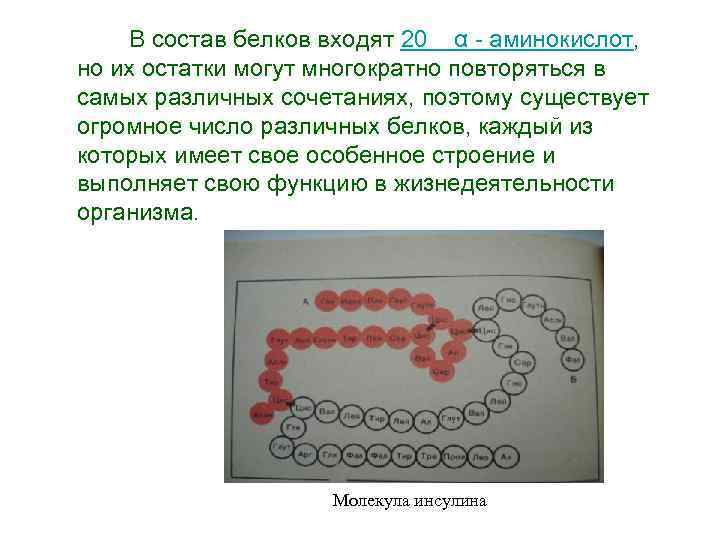 В состав белков входят 20 α аминокислот, но их остатки могут многократно повторяться в