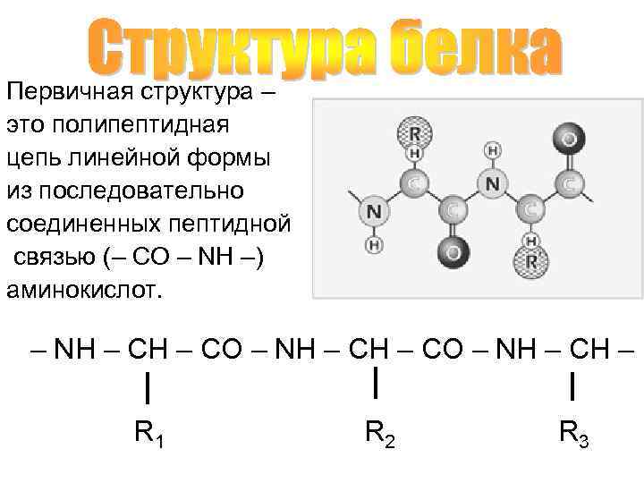 Первичная структура – это полипептидная цепь линейной формы из последовательно соединенных пептидной связью (–